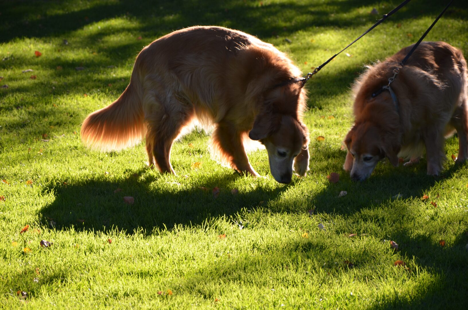 golden retrievers sniffing in grass