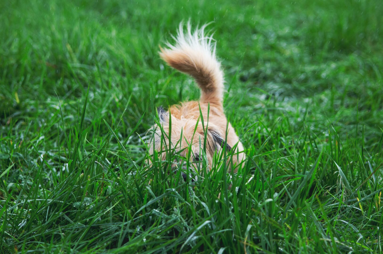 terrier hiding in the grass