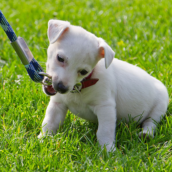 small puppy chewing leash