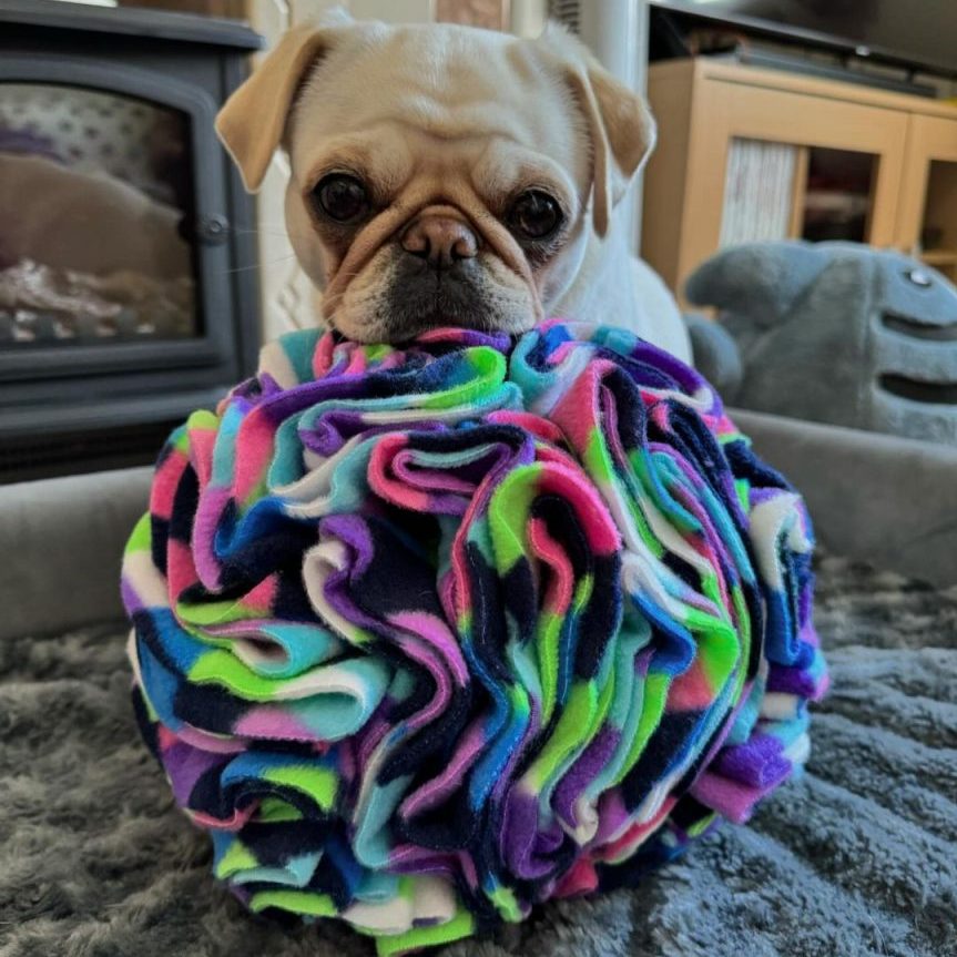 a white pug with its head resting on a colourful snuffle ball enrichment toy