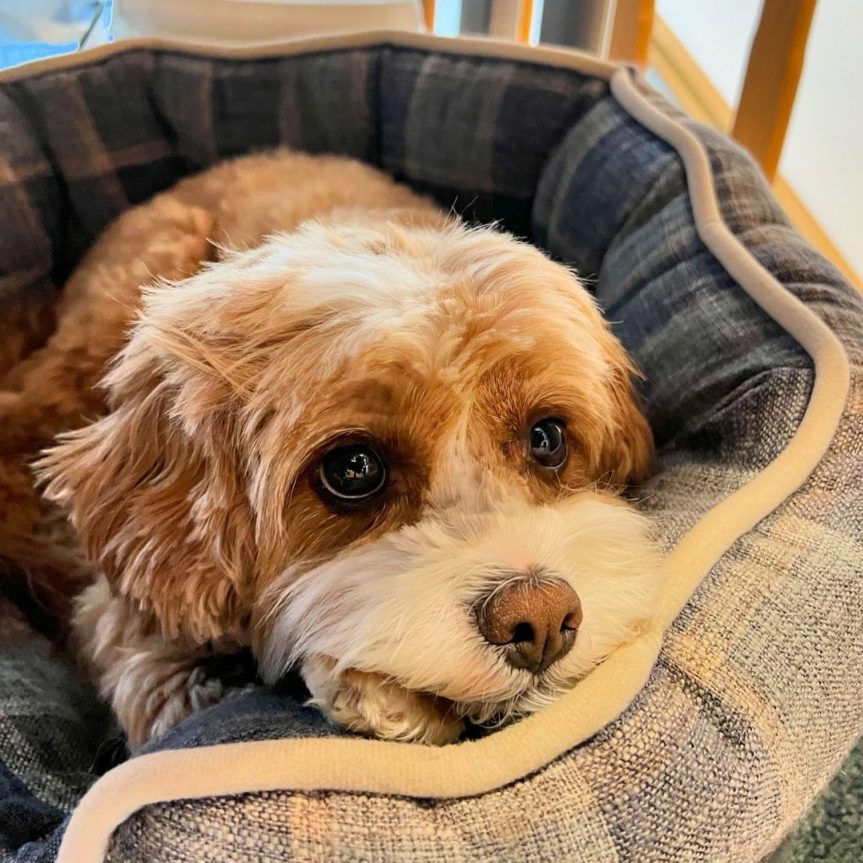 Jasper the brown and white cvapoo resting in his bed with his head on the side, showing cute puppy dog eyes
