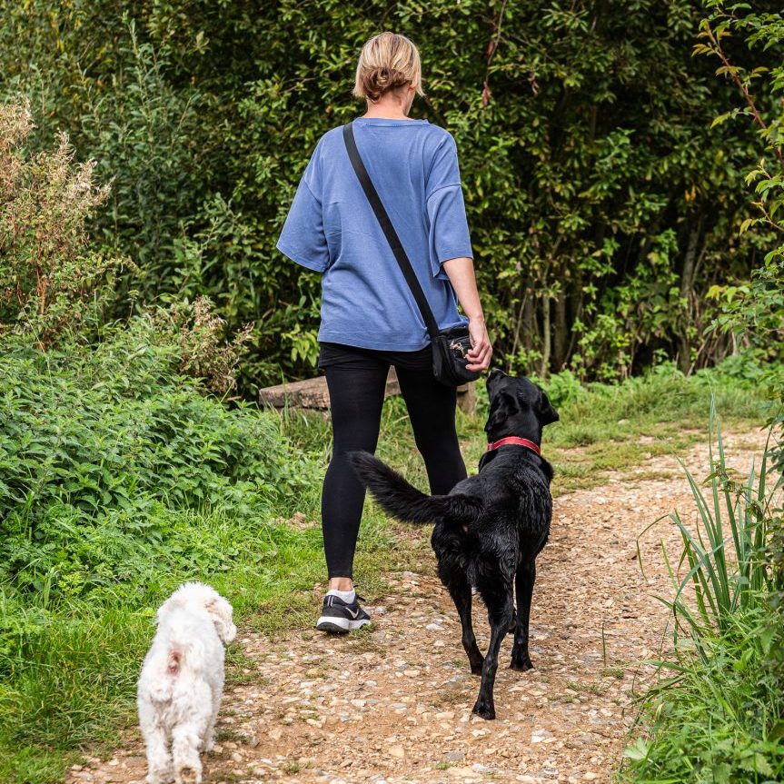 dog owner walking a black Labrador and white Cavapoo dog down a path in the summer
