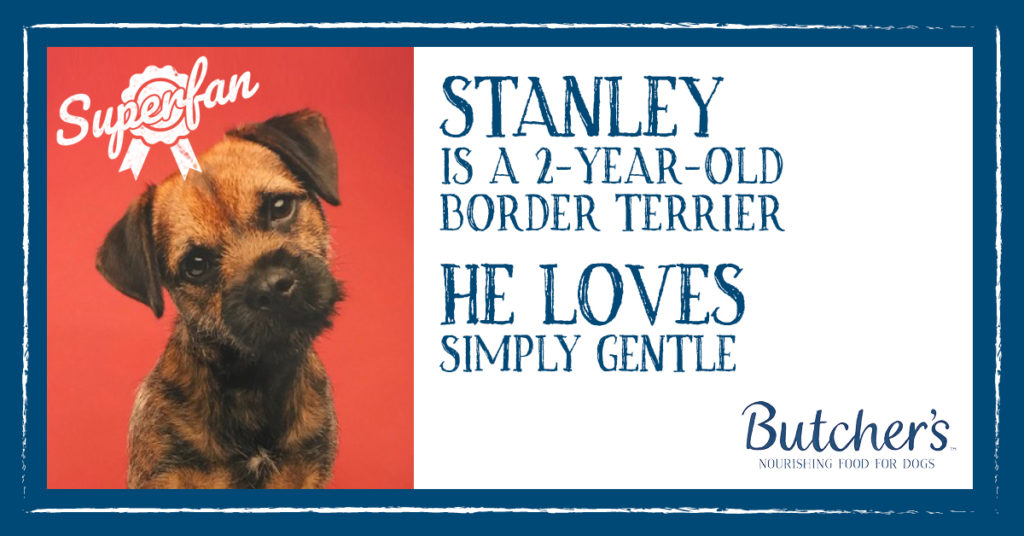 stanley the border terrier