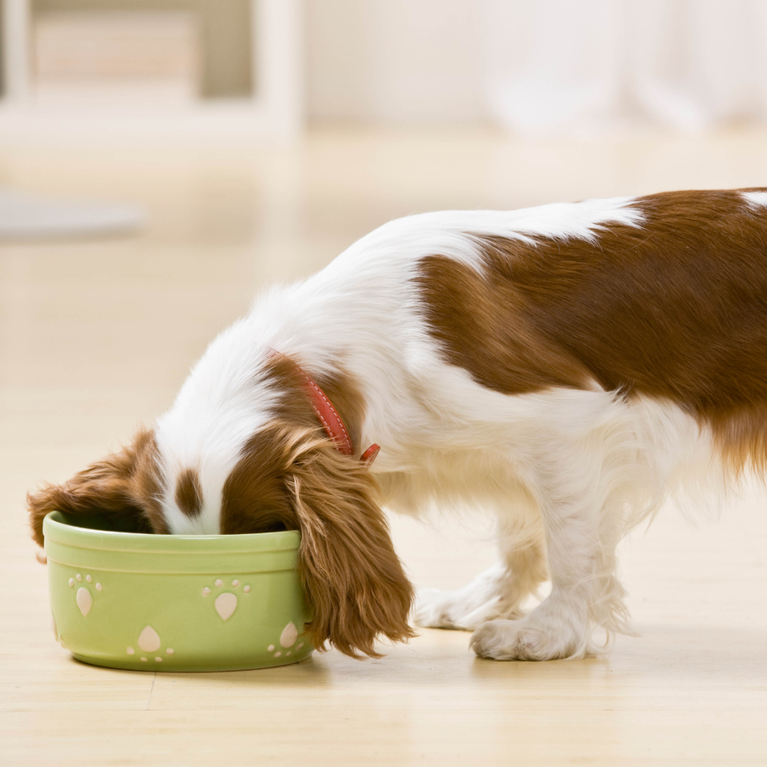 White and brown dog eating out of a green bowl