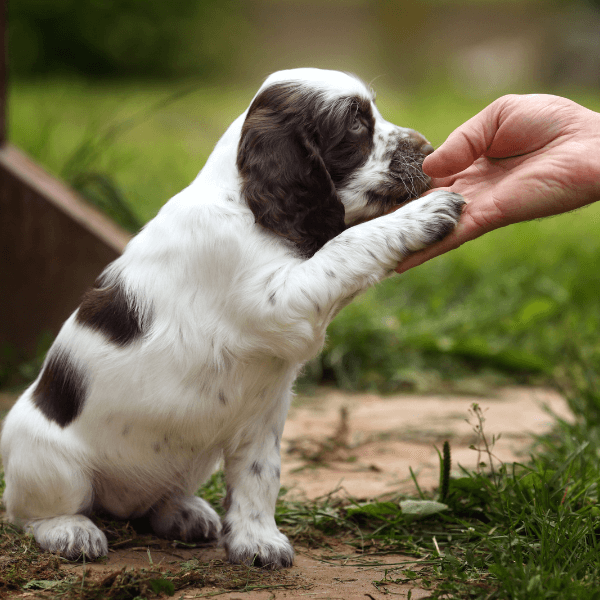 Owner teaching puppy paw
