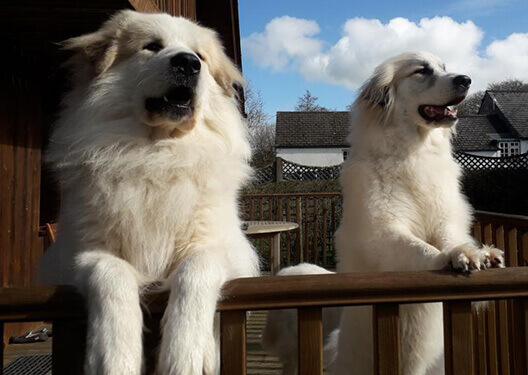 two white dogs standing on the fence