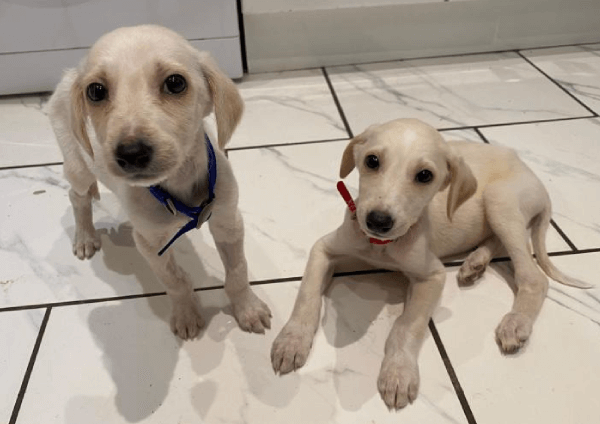 two small cute puppies