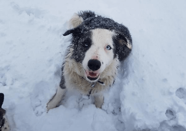 a black and white border collie playing in the snow