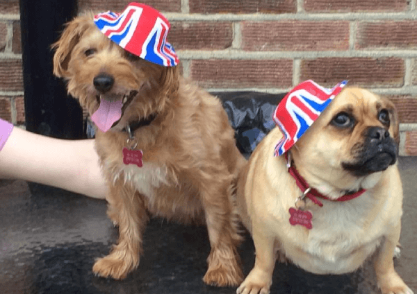 two dogs wearing hats with british flag