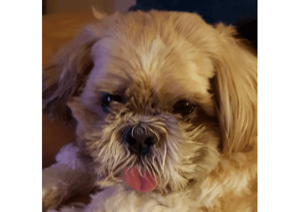 small dog with tongue