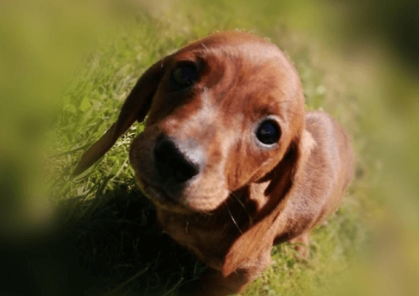 cute little brown puppy