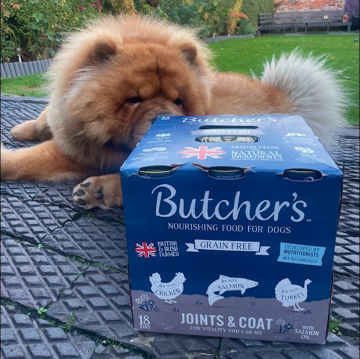 chow dog laying next to a box of joints and coat butchers dog food