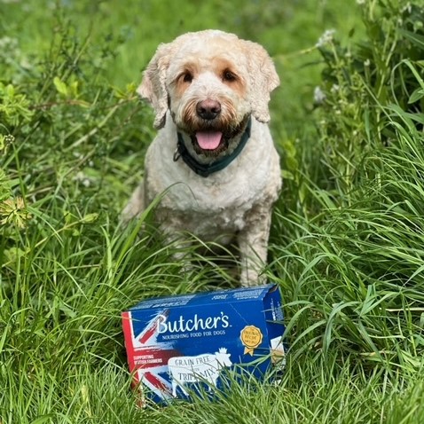 dog with tripe box in grass