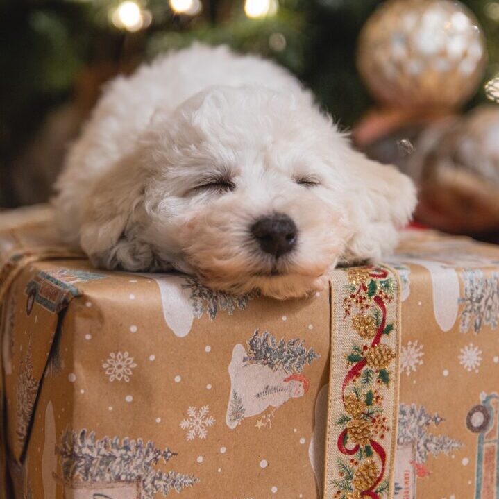 small white dog on christmas present