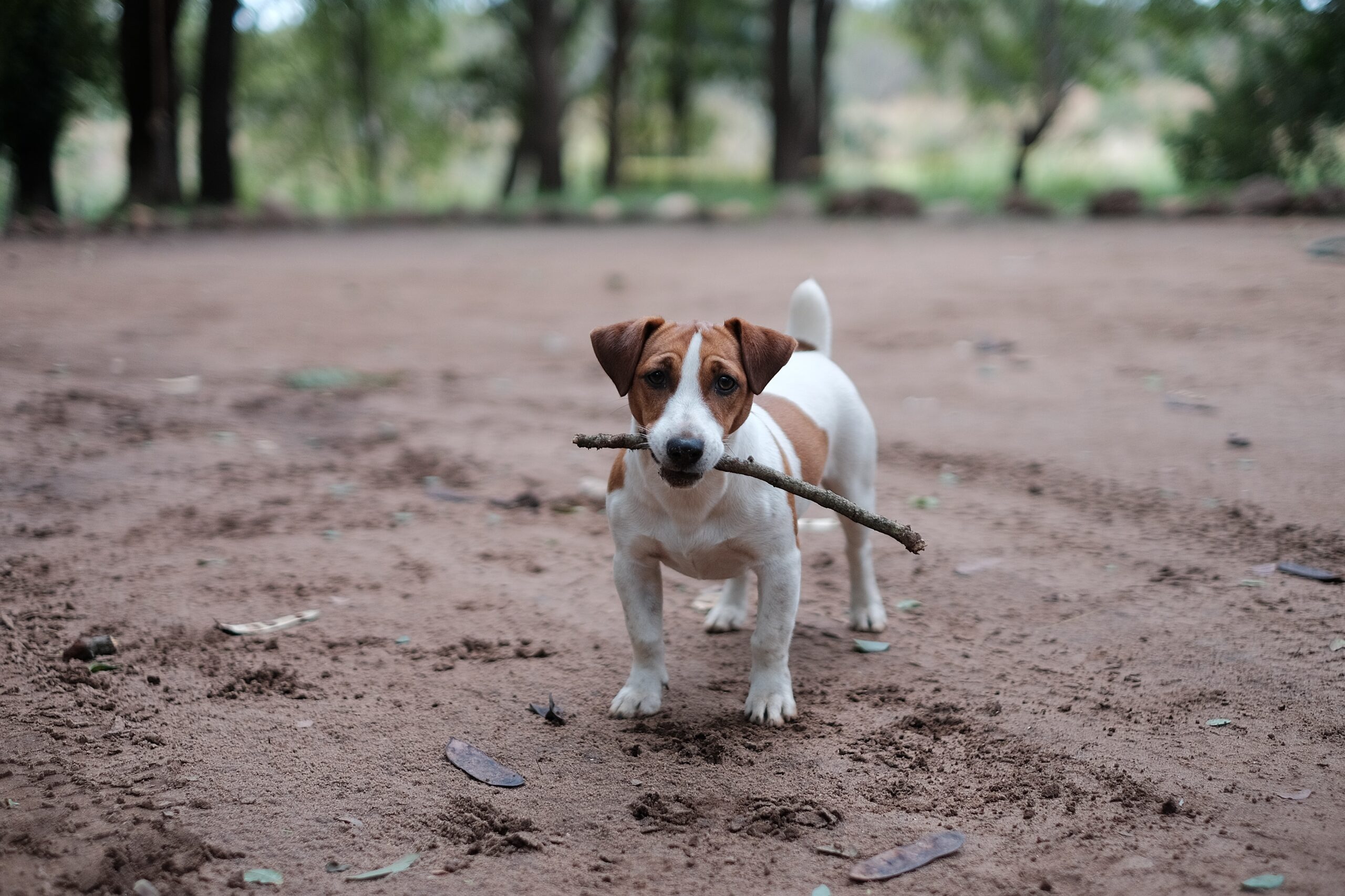 dog bringing owner a stick