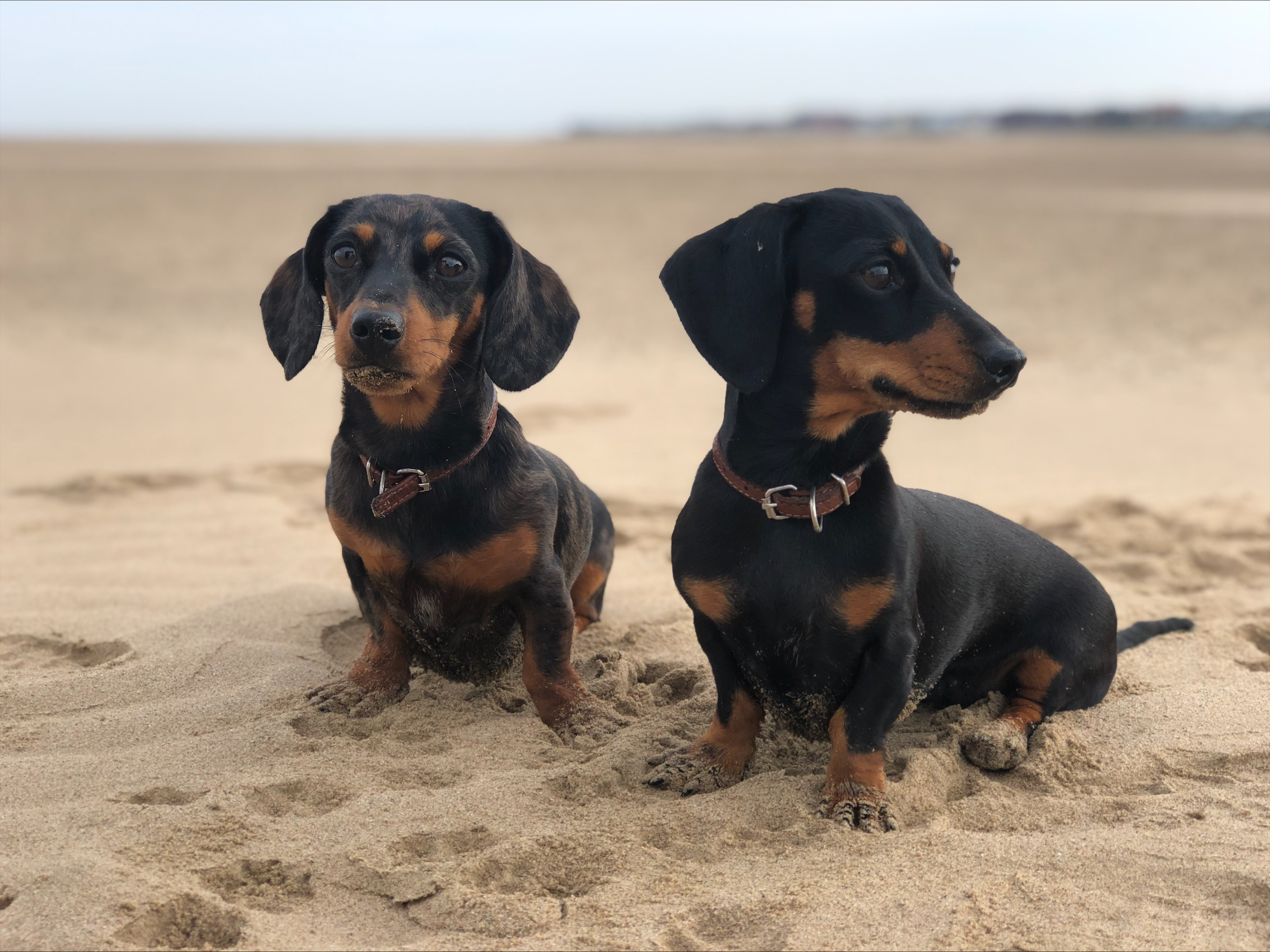 sausage dogs on the beach