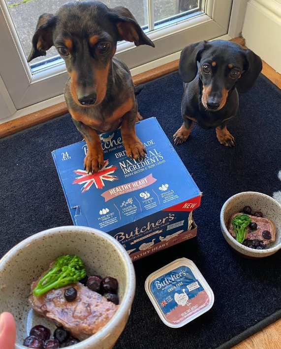 two sausage dogs waiting for their dinner