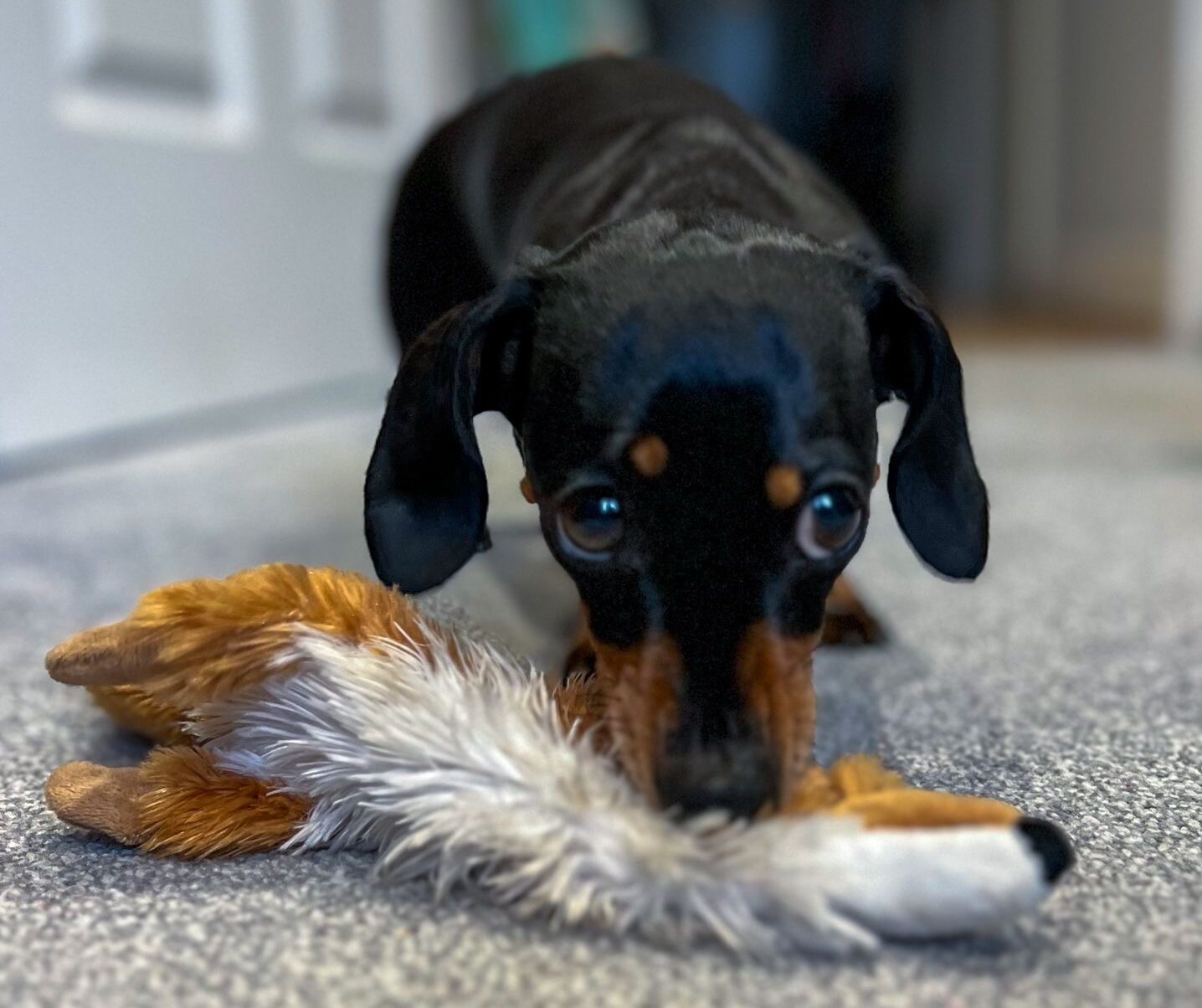 Frankie the sausage dog with mr fox toy