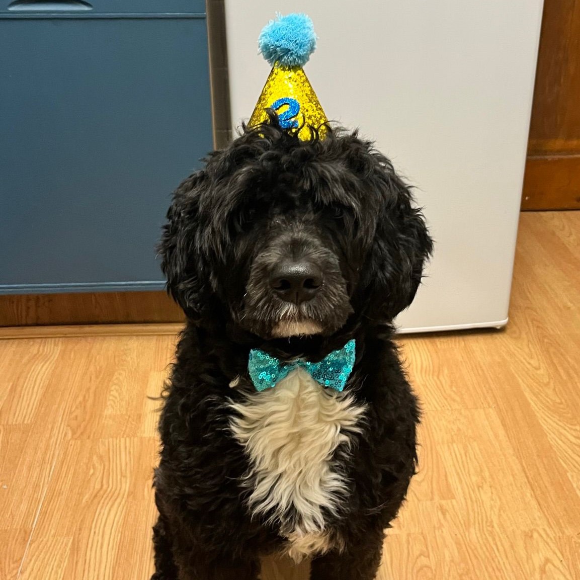 black dog in birthday hat and bow tie