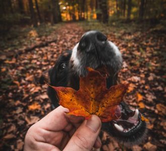 dog eating an autumn leaf