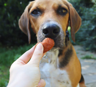 dog waiting for a treat
