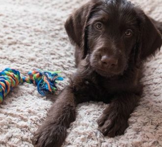 small puppy playing with toy