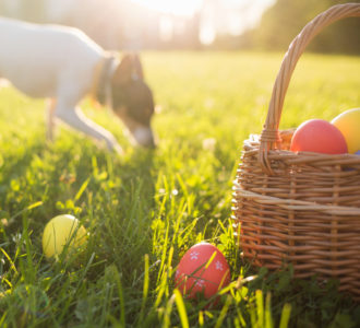 dog searching for easter eggs