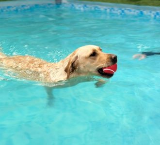 dog in a swimming pool
