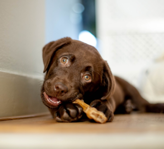 Chocolate Labrador chewing toy