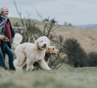 dogs out in nature for a walk