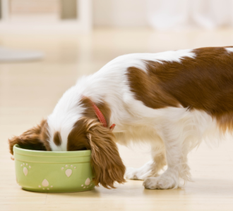 White and brown dog eating out of a green bowl