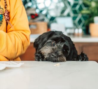 dog stealing food