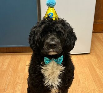 black dog in birthday hat and bow tie