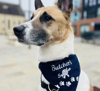 Enzo the Atika Cross sporting his Butcher's Superfan Bandana