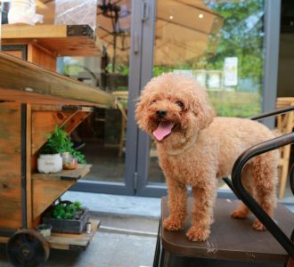 dog friendly restaurants squared